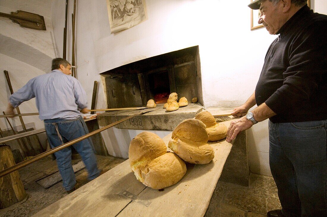 Italy, Apulia, Altamura, bakery Forno Scalera, production of typical Altamura bread.