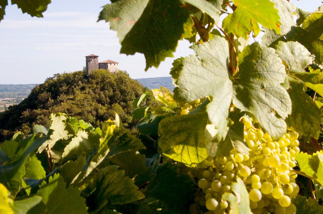 Italy, Farra di Soligo, Credazzo tours and vineyards of prosecco