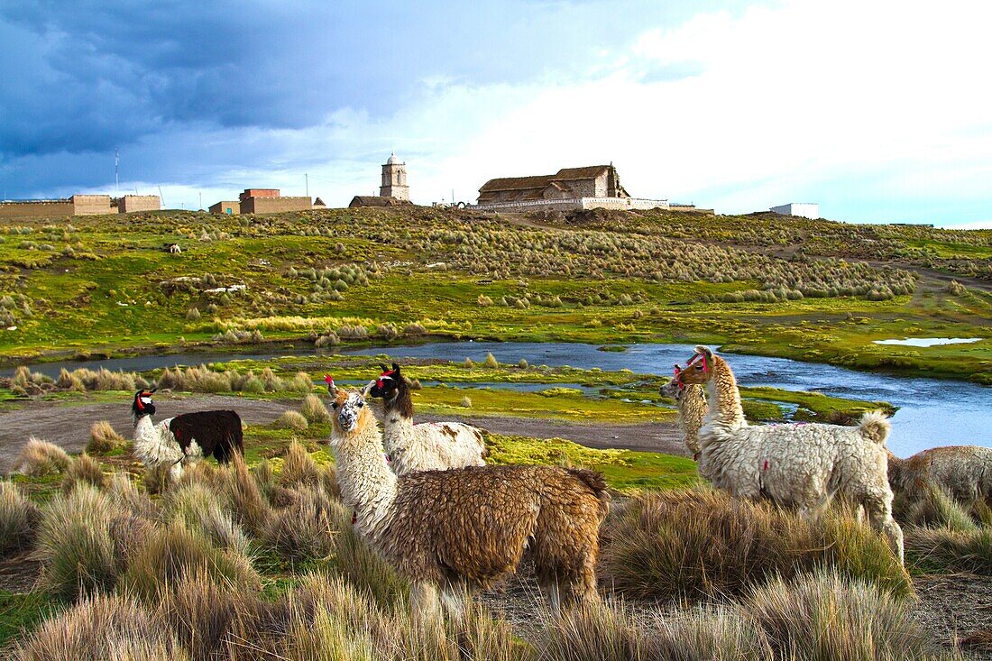 Bolivia, Tomarapi, alpacas grazing.