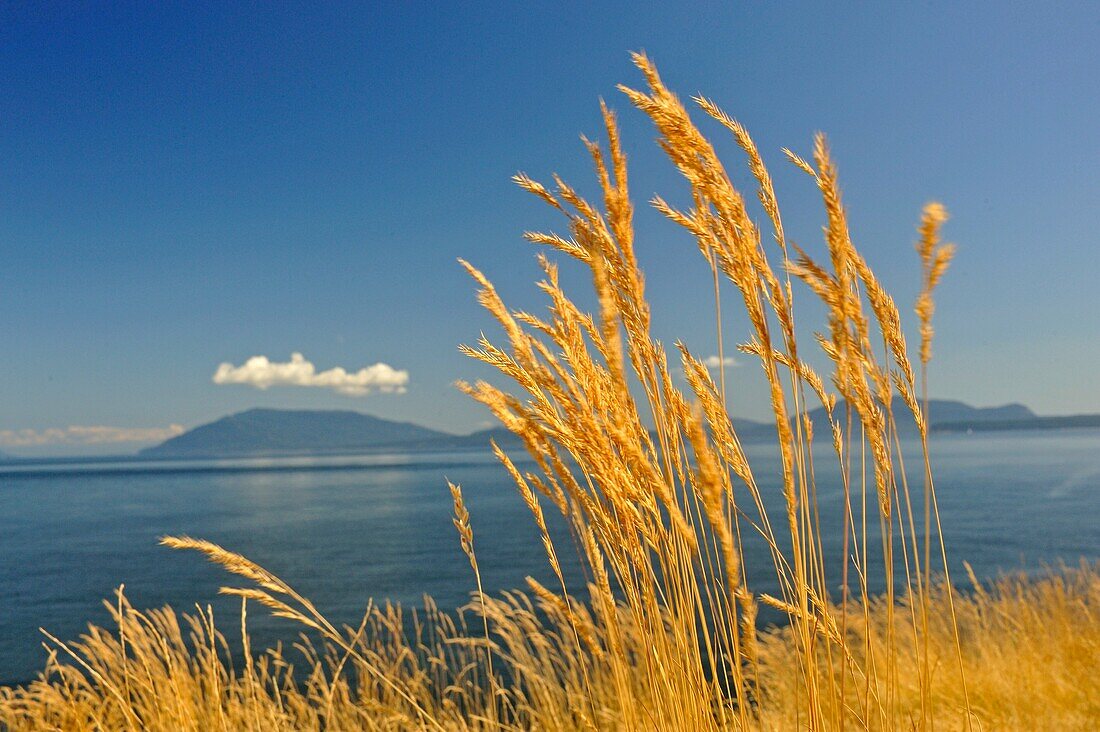 Idaho fescue Festuca idahoensis grass, East Point, Saturna Island, British Columbia, Canada