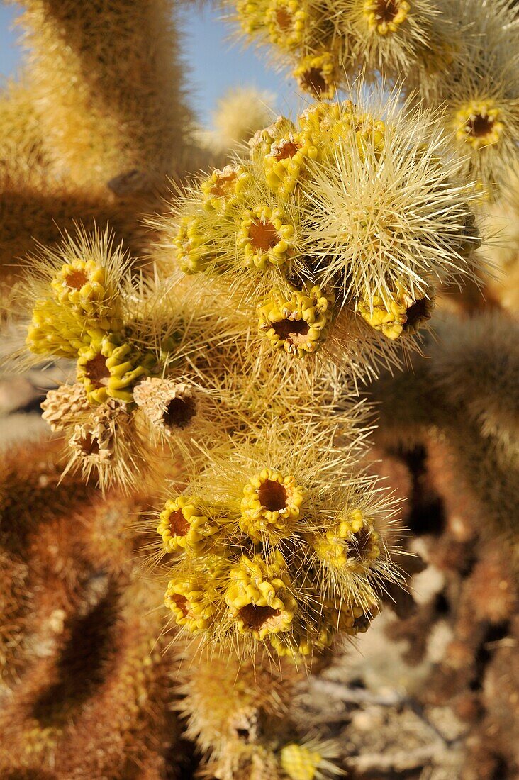 Teddybear Cholla cactus, Opuntia bigelovii, Joshua Tree National Park, Mojave Desert, California, USA