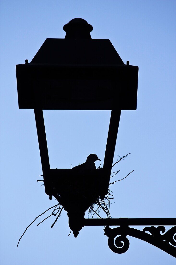 Pigeon nest on a lamppost - Tarragona - Catalonia - Spain - Europe