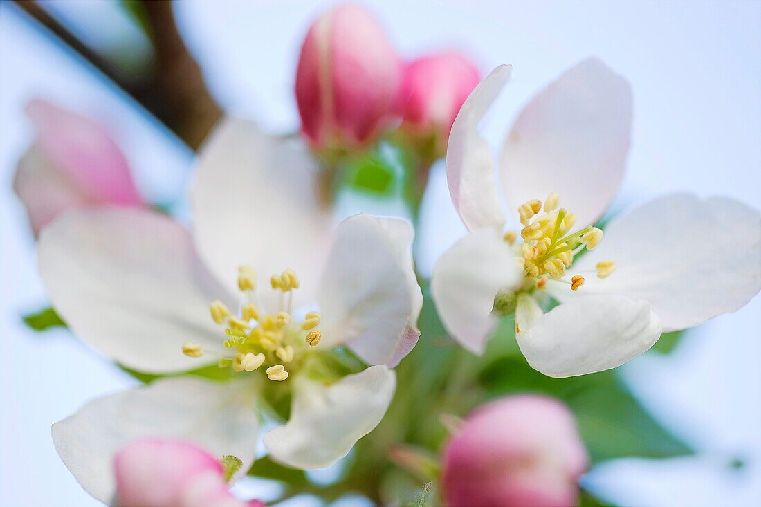 Apple blossom