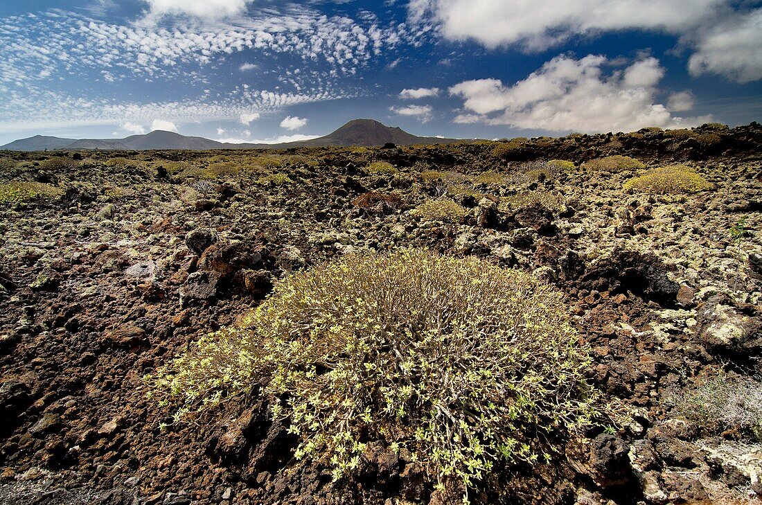 Lava and volcanic land at Los Verdes area  Haria, Lanzarote, Canary Islands  Spain