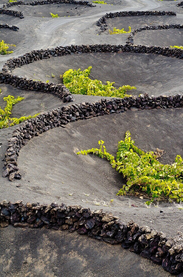 La Geria, winegrowing area  Lanzarote  Canary Islands, Spain