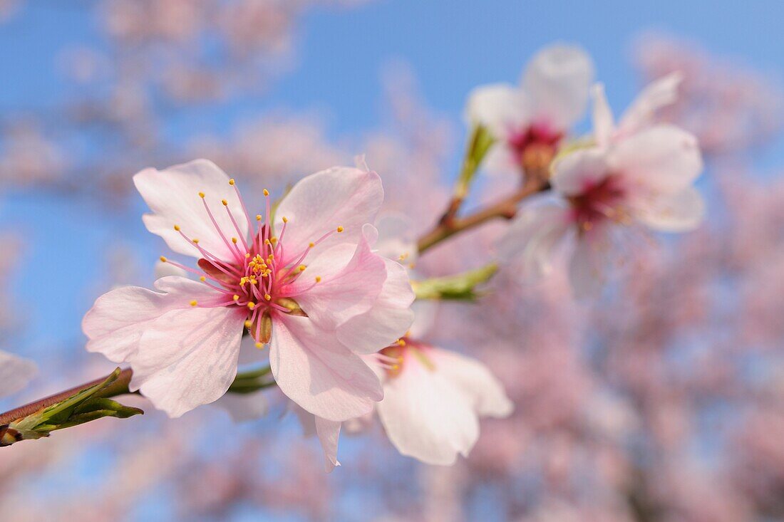 Almond blossom in spring, Prunus dulcis, Gimmeldingen, Rhineland-Platinate, Germany