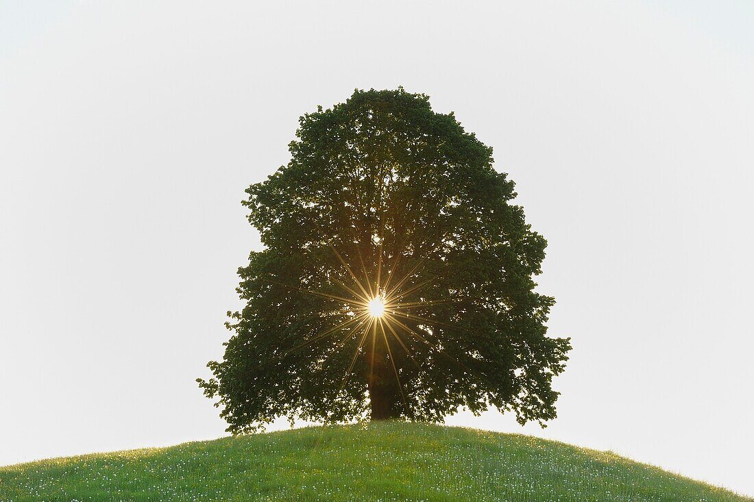 Sun shines through Lime-tree at morning, Kanton Zug, Switzerland