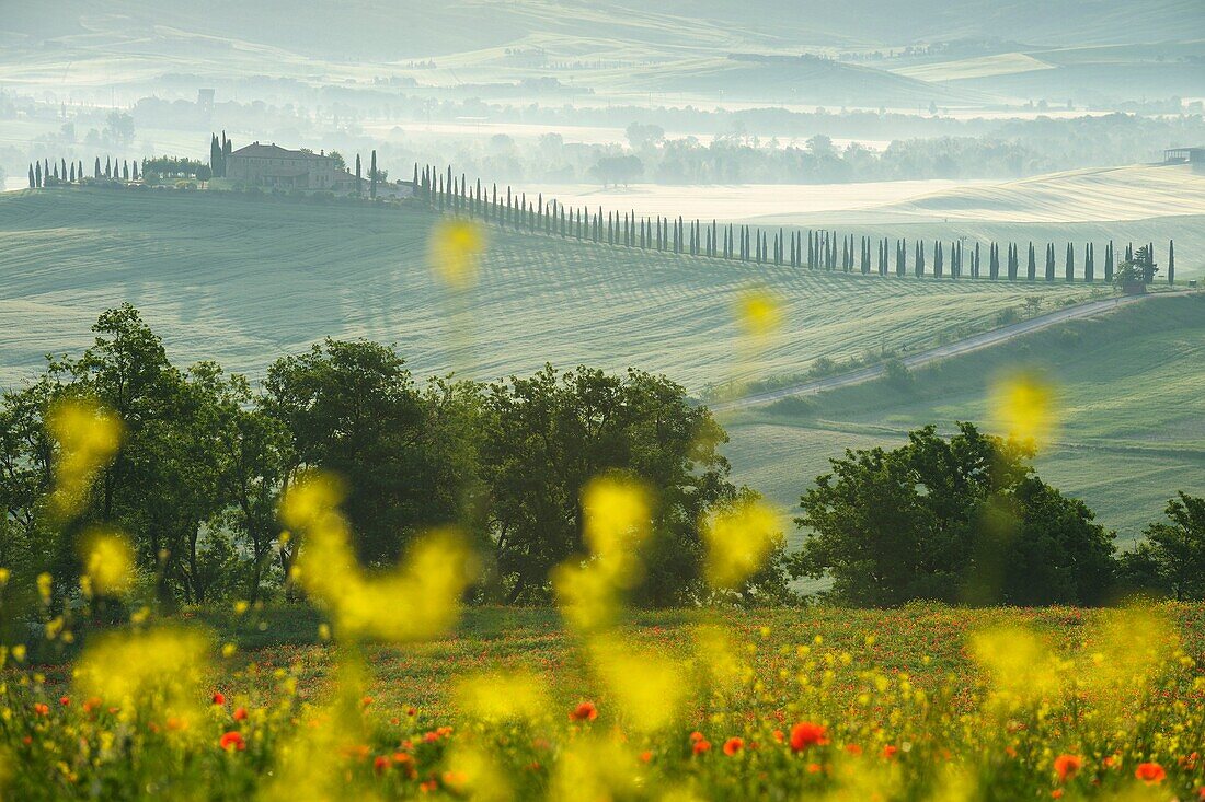 Landscape with farmhouse at morning, Castiglione d´ orcia, Val d´ Orcia, Tuscany, Italy