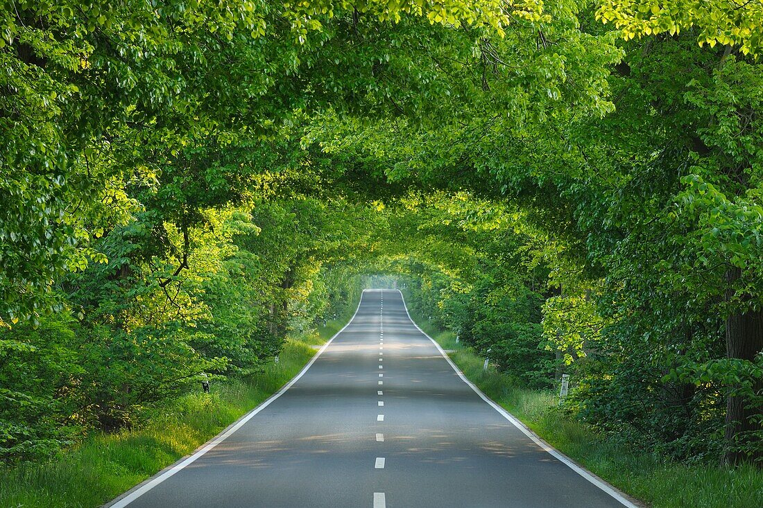 Tree-lined country road, Germany, Mecklenburg-Vorpommern, Island of Ruegen