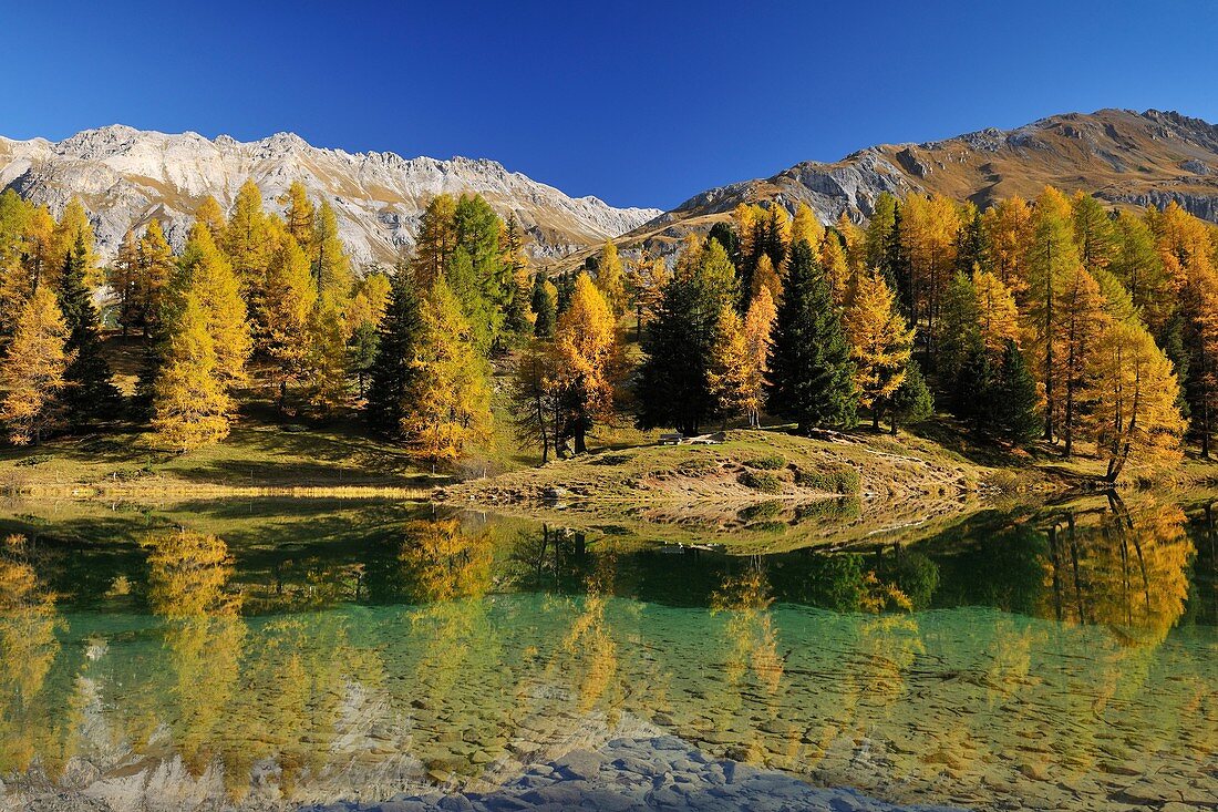 Larch tree and Mountains reflected in Lake Palquognasee, Lai da Palquogna, Albula-Pass, Grisons, Alps, Switzerland