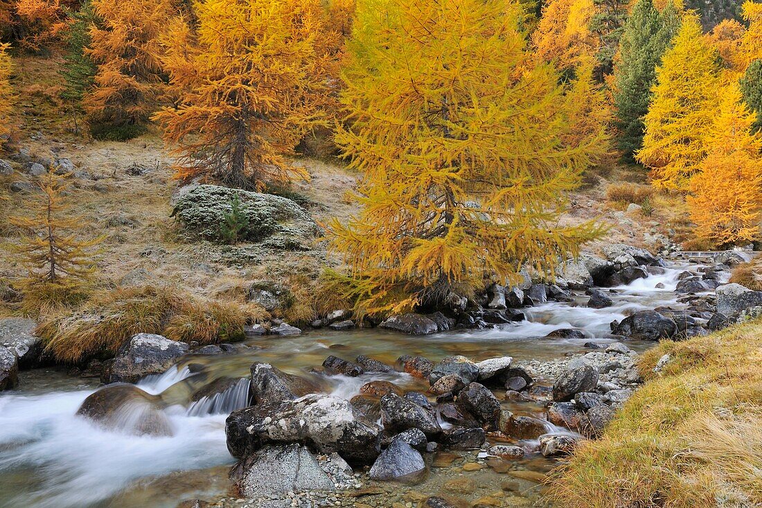Mountain stream with larch tree in autumn, Julierpass, Grisons, Alps, Switzerland