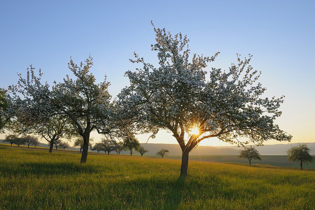 Blooming apple Trees in Spring at Sunrise, Spessart, Bavaria, Germany