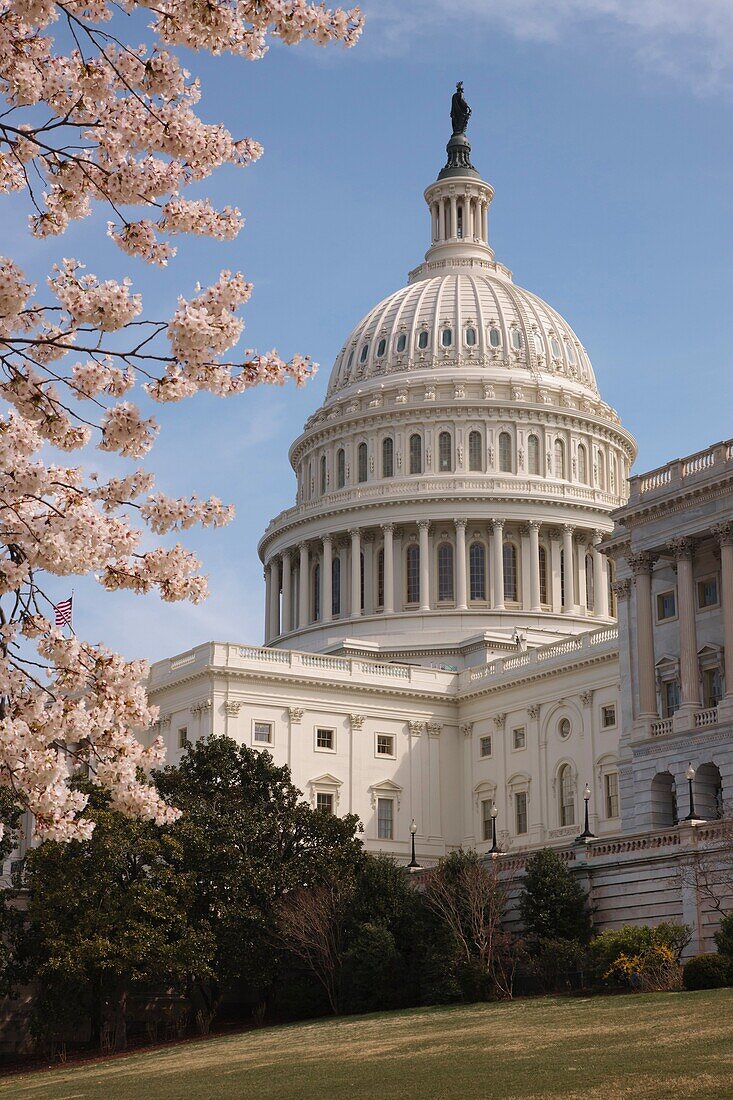 US Capitol Building dome framed by Spring cherry blossoms in Washington, DC, USA