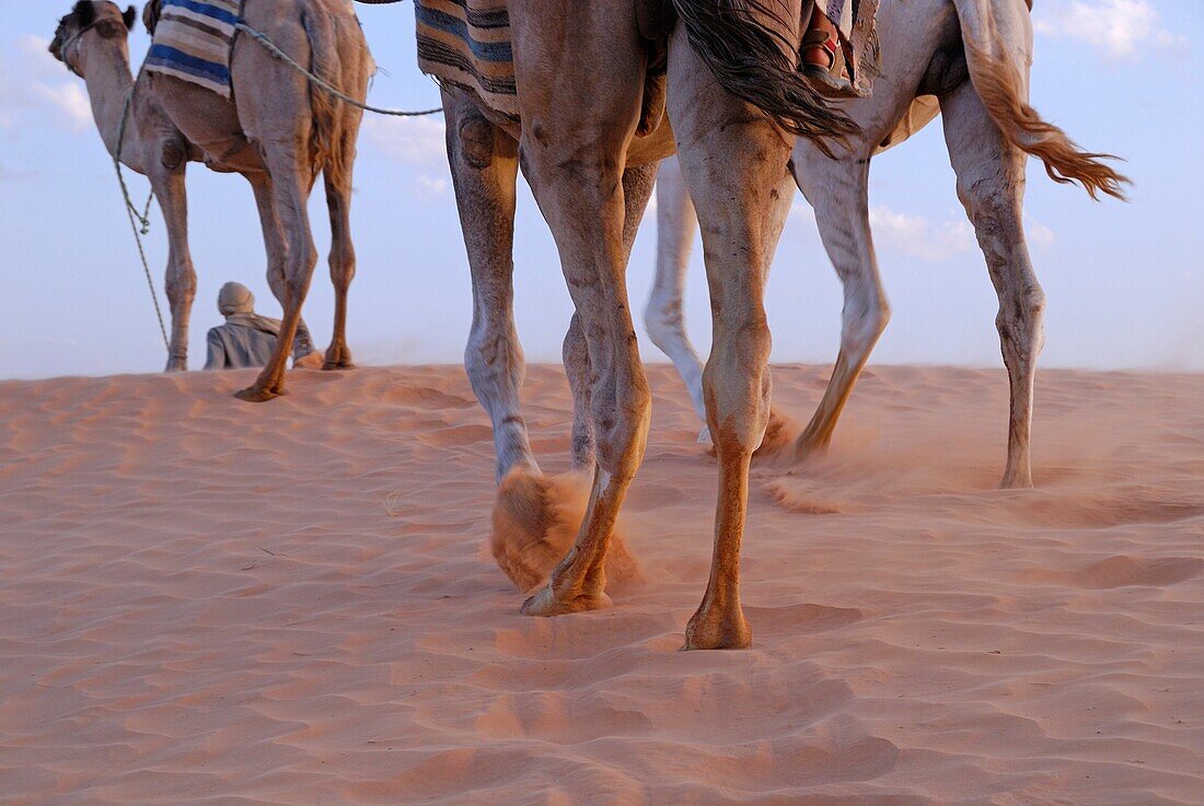 Man with three camel by a sand dune, Sahara desert, Tunisia blurred motion