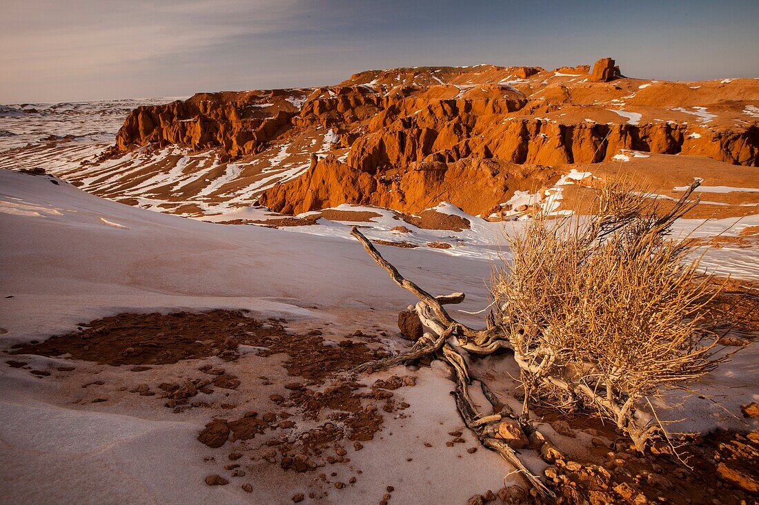 Flaming cliffs, Bayan zag rich in saxaul trees with small saxaul tree, made famous by American Roy Chapman Andrews expeditions in 1920s that discovered dinosaur fossils and eggs, Gobi desert winter landscape, Mongolia