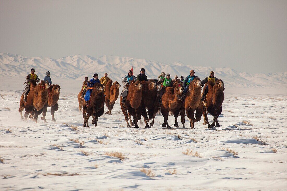 Bactrian camel race, 25km across winter landscape of Gobi desert during Bulgan´s ´festival of a thousand camels´ , Mongolia
