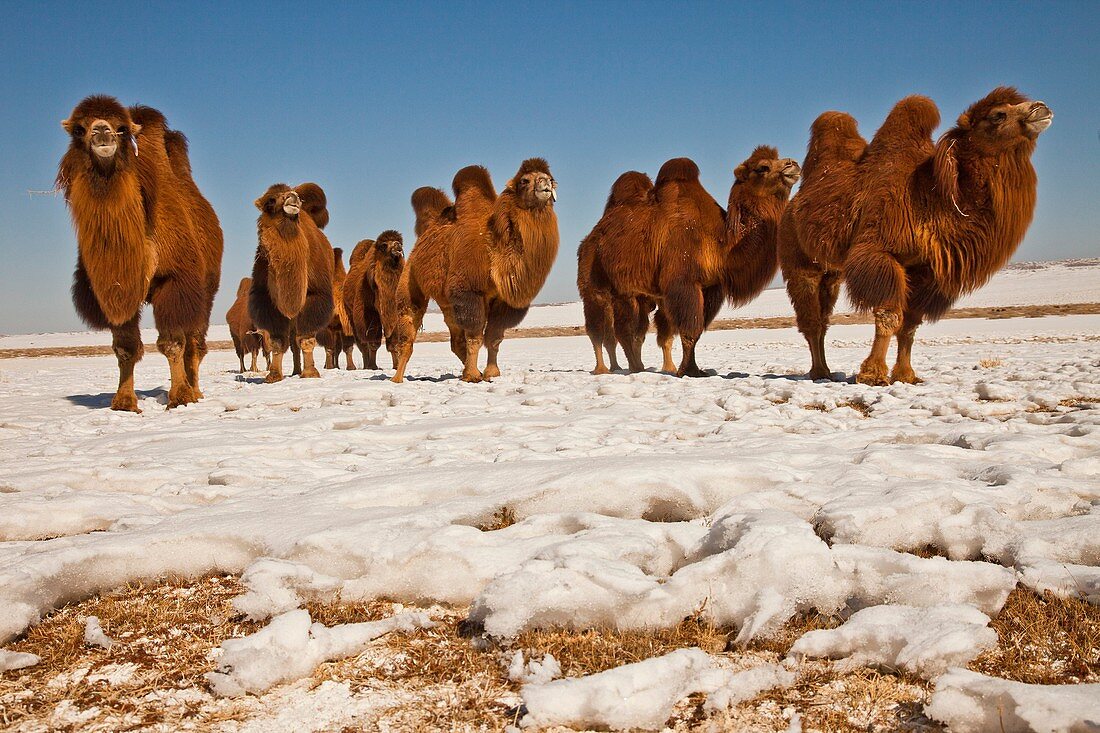 Bactrian camels search for grazing during winter, Khongur sand dunes, Sevrei mountains, Gobi desert, Mongolia