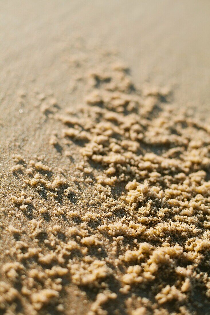 Beach  La Teste de Buch  Arcachon Bay  Gironde  Aquitaine  France