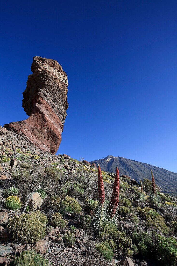 Canary Islands, Tenerife, Parque Nacional del Teide Teide National Park, UNESCO Site, Mt  Teide, Chinchado Rock and Echium Wildpretii Flower