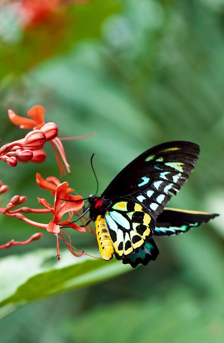 Common Green Birdwing Ornithoptera priamus