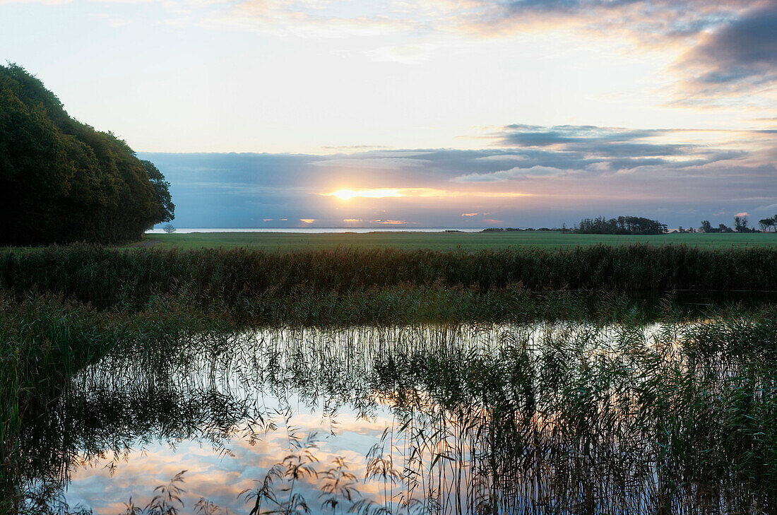 Teich mit Schilf bei Sonnenaufgang, Insel Langeland, Dänemark, Europa