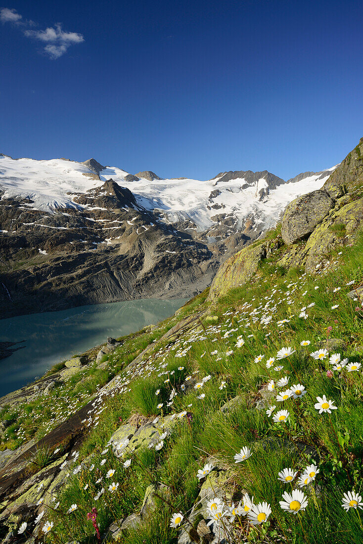 Blumenwiese vor Gauligletscher mit Gaulisee, Gaulisee, UNESCO Weltkulturerbe Schweizer Alpen Jungfrau-Aletsch, Berner Alpen, Berner Oberland, Bern, Schweiz