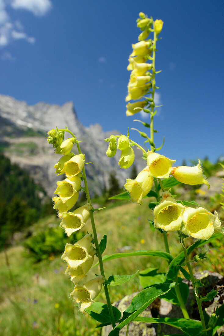 Gelber Fingerhut, Digitalis lutea, Gaulihütte, UNESCO Weltkulturerbe Schweizer Alpen Jungfrau-Aletsch, Berner Alpen, Berner Oberland, Bern, Schweiz