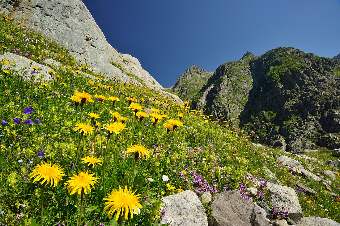 Bunte Blumenwiese vor Gebirgskulisse, Tieralplistock, Urner Alpen, Berner Oberland, Bern, Schweiz