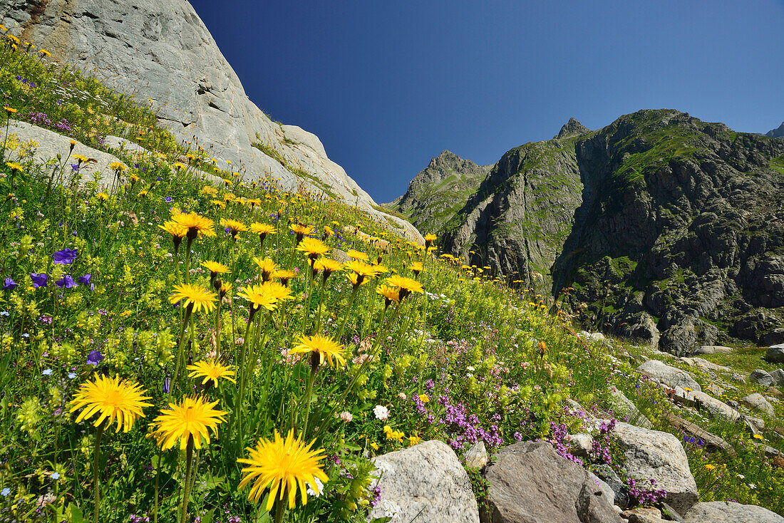 Multi-coloured alpine meadow in front of mountains, Tieralplistock, Urner Alps, Bernese Oberland, Bern, Switzerland