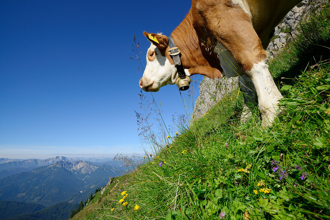 Cow standing on an alpine meadow, Fleckvieh cattle, Rotwand, Spitzing area, Bavarian Alps, Upper Bavaria, Bavaria, Germany