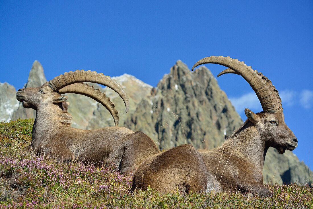 Close up of Alpine Ibex, Capra ibex, Mont Blanc range, Chamonix, Savoy, France