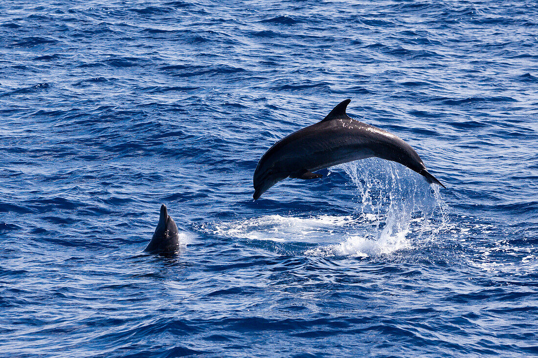 Springende Delfine, Tursiops truncatus, Indischer Ozean, Malediven