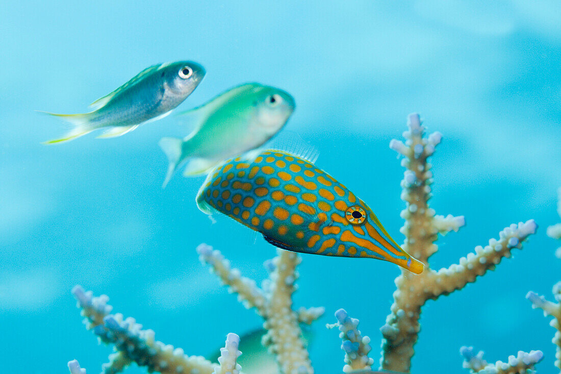 Longnose Filefish, Oxymonacanthus longirostris, Thaa Atoll, Maldives