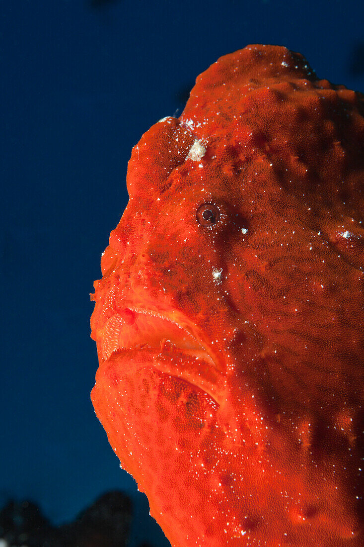 Roter Riesen-Anglerfisch, Antennarius commersonii, Nord Male Atoll, Malediven