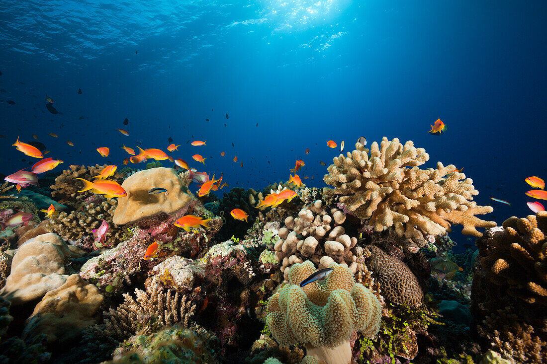 Harems-Fahnenbarsche am Riff, Pseudanthias squamipinnis, Felidhu Atoll, Malediven