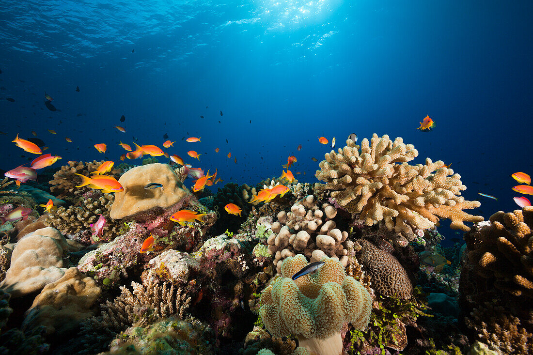 Lyretail Anthias over Coral Reef, Pseudanthias squamipinnis, Felidhu Atoll, Maldives