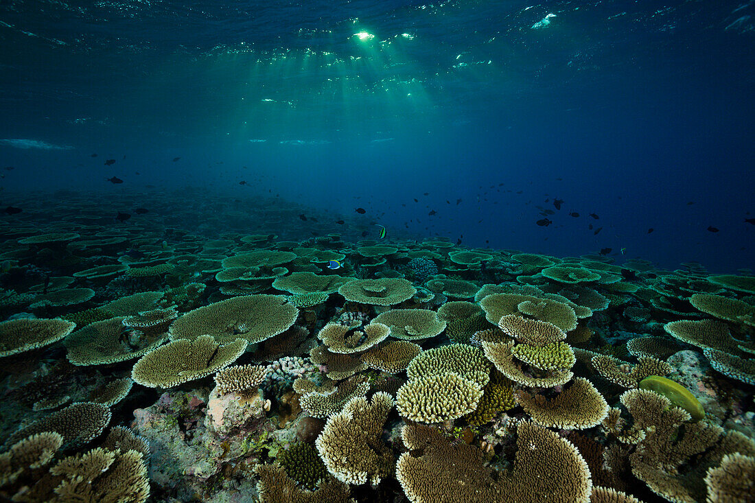 Riff mit Tischkorallen, Acropora sp., Felidhu Atoll, Malediven
