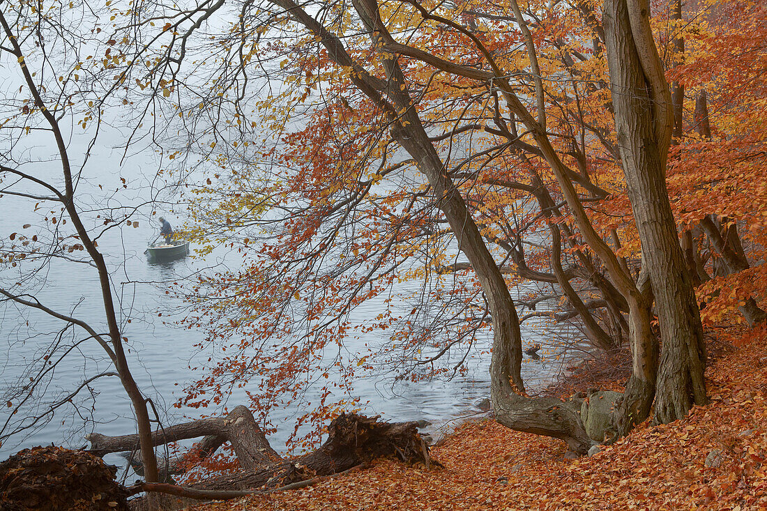 Autumnal trees on the banks of lake Schmaler Luzin, Feldberg Lake District Nature Park, Mecklenburg Western Pomerania, Germany, Europe