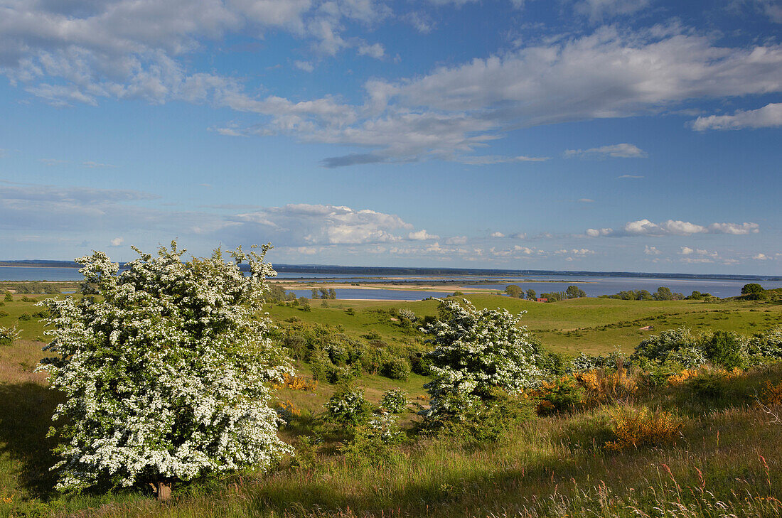 Blooming whitethorn at Dornbusch on Hiddensee island, Baltic coast, Mecklenburg Western Pomerania, Germany, Europe