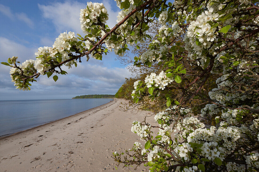 Birnbaumblüte auf der Insel Vilm, Rügischer Bodden, Ostseeküste, Mecklenburg Vorpommern, Deutschland, Europa