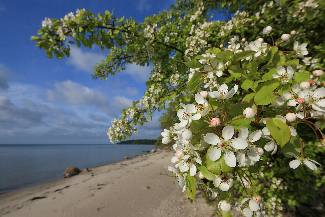 Birnbaumblüte auf der Insel Vilm, Rügischer Bodden, Ostseeküste, Mecklenburg Vorpommern, Deutschland, Europa