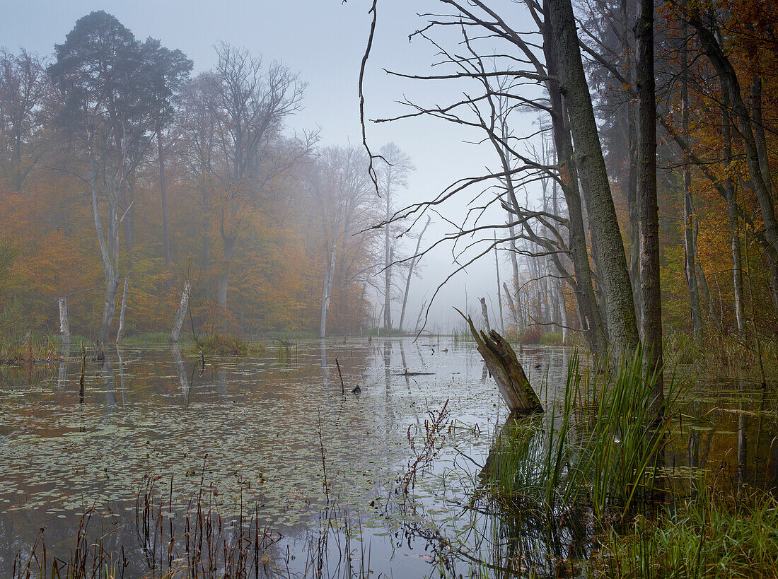 Lake Schweingartensee in the fog, Mueritz National Park, Mecklenburg Western Pomerania, Germany, Europe