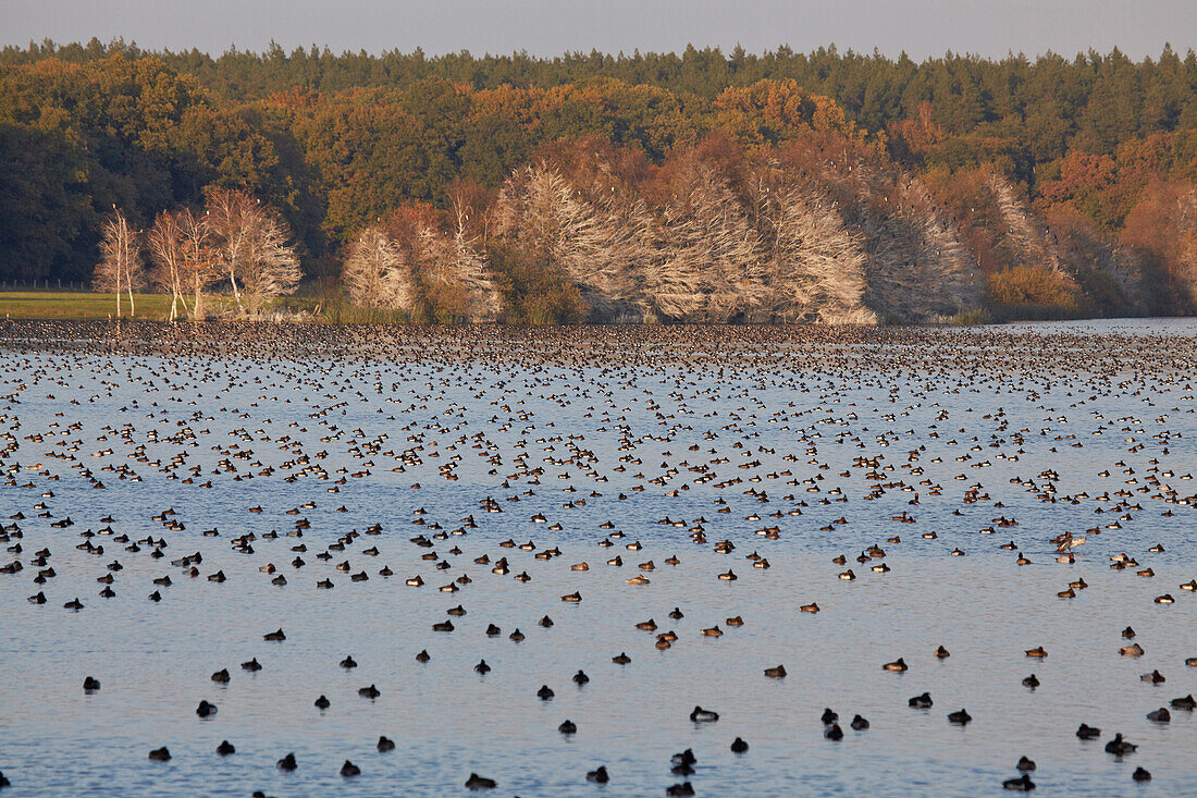 Thousands of ducks on lake Warnker See, Mueritz National Park, Mecklenburg Western Pomerania, Germany, Europe