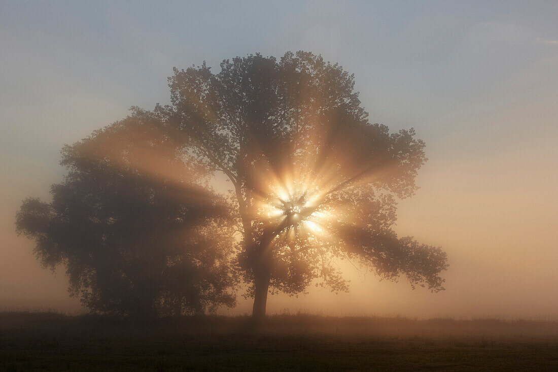 Baum im Gegenlicht bei Morgennebel, Mecklenburg Vorpommern, Deutschland, Europa