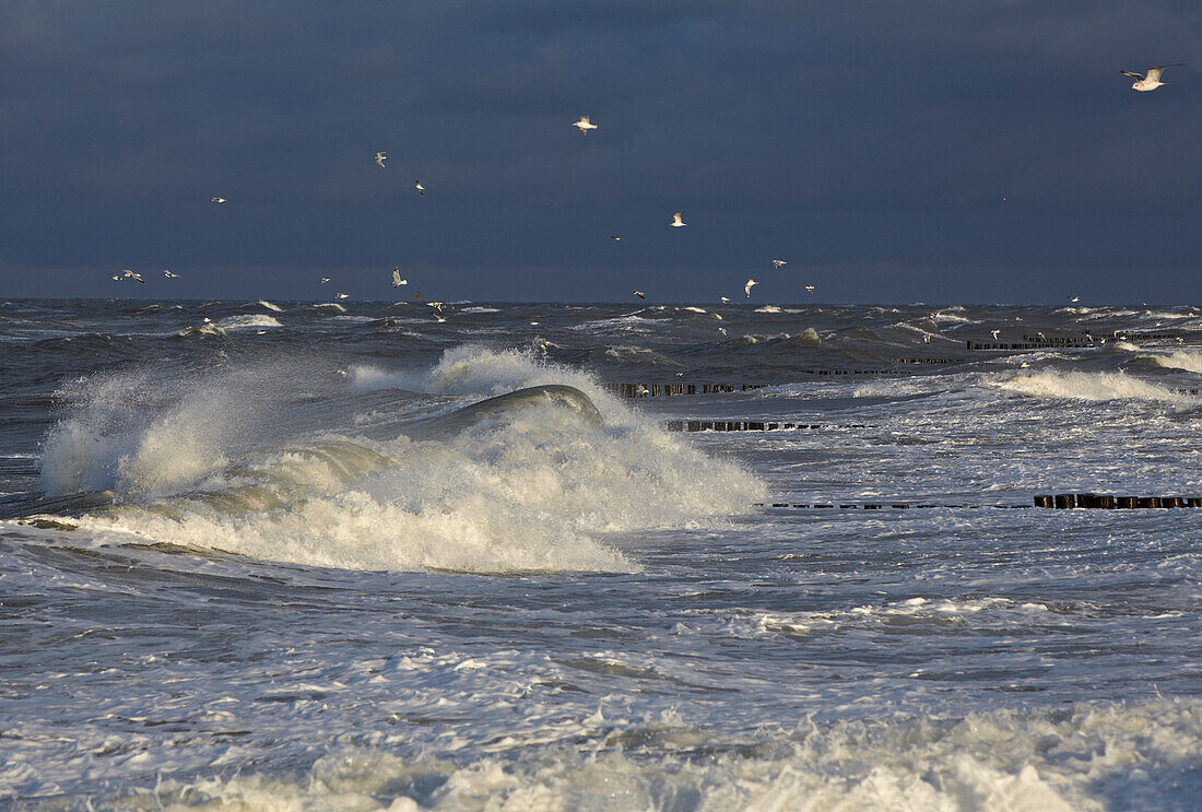 Möwen über stürmischer See, Ostseeküste, Mecklenburg Vorpommern, Deutschland, Europa