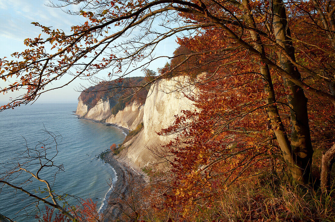 Chalk cliffs in autumn, Schnaks shore, Jasmund National Park, Baltic coast, Ruegen island, Mecklenburg Western Pomerania, Germany, Europe