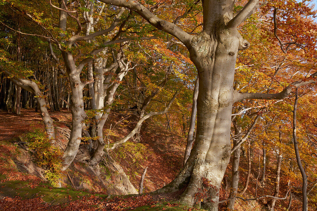 Beech trees at Jasmund National Park in autumn, Unesco World Heritage, Baltic coast, Ruegen island, Mecklenburg Western Pomerania, Germany, Europe