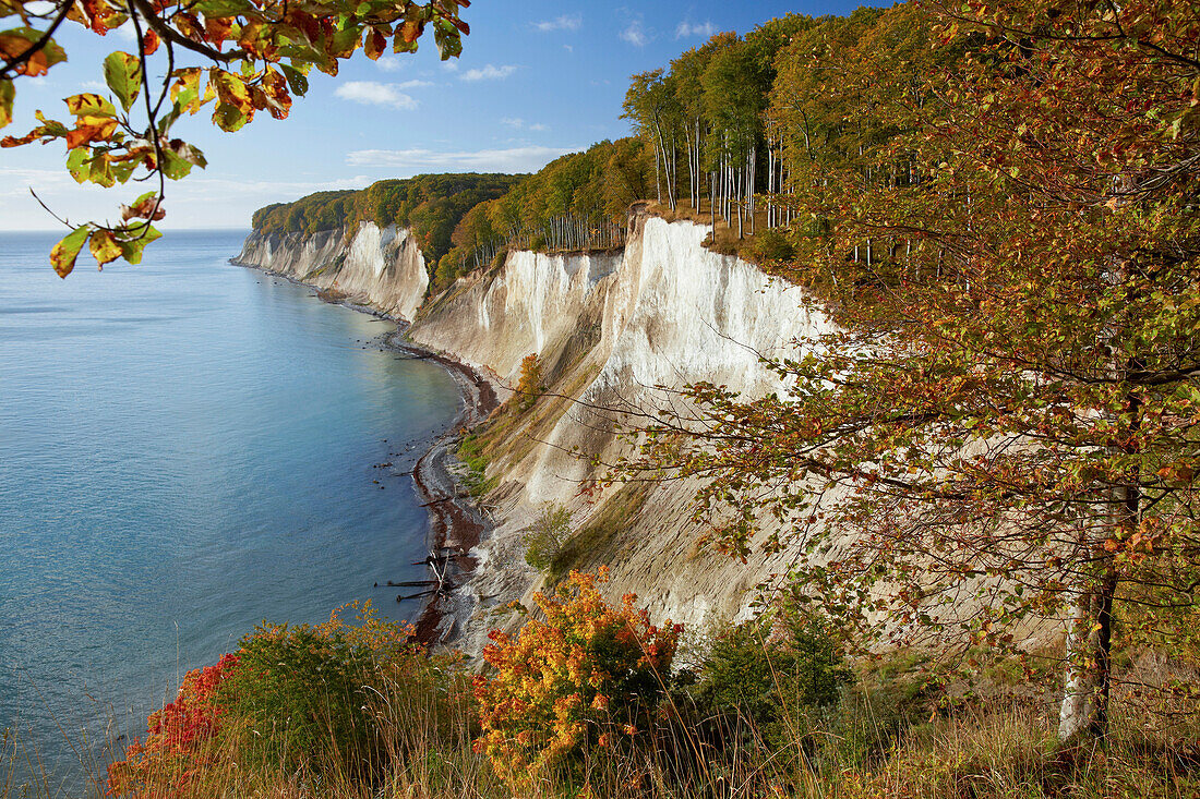 Chalk cliffs in autumn, Kieler Ufer, Jasmund National Park, Baltic coast, Ruegen island, Mecklenburg Western Pomerania, Germany, Europe