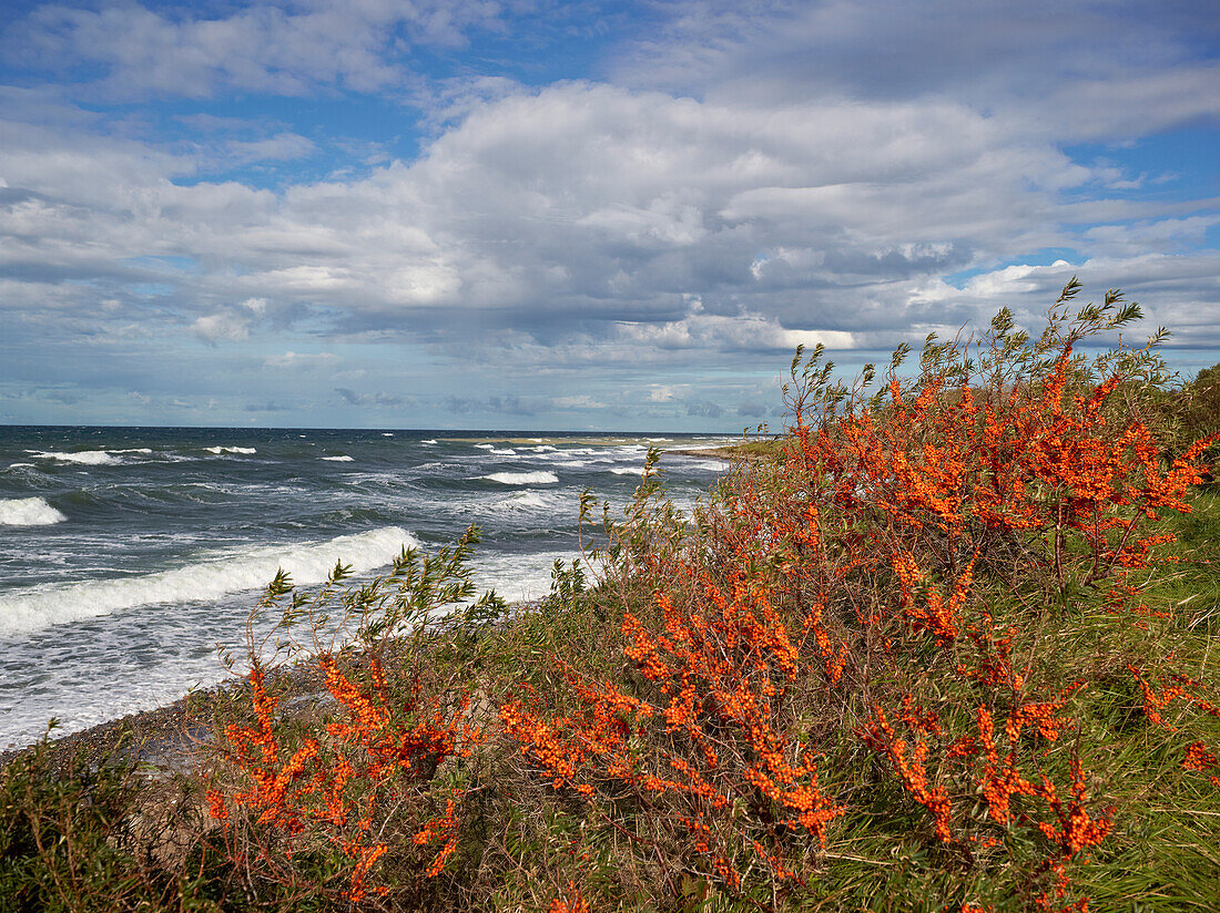 Sea buckthorn at the Baltic coast under clouded sky, Wittow peninsula, Ruegen island, Mecklenburg Western Pomerania, Germany, Europe