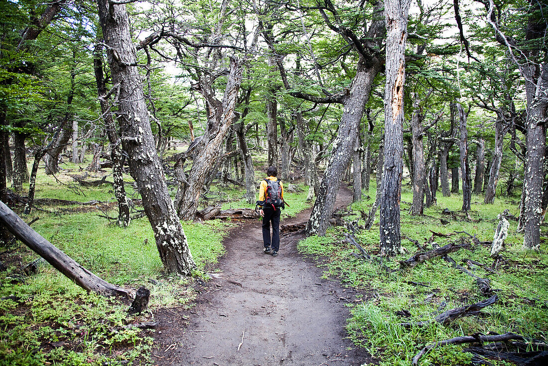 Mann wandert durch einen Wald, El Chalten, Patagonien, Argentinien
